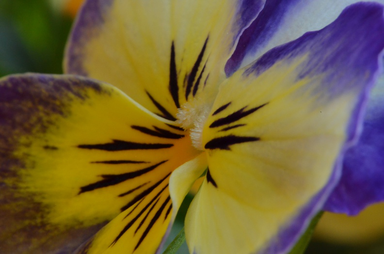 bright little pansy