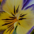 bright little pansy