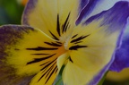 bright little pansy